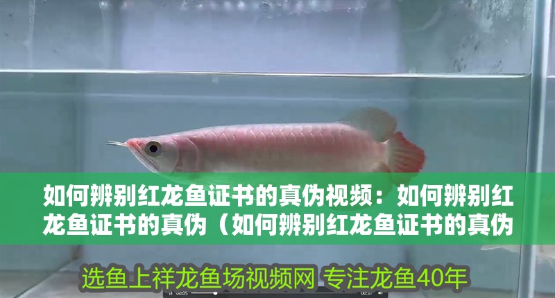 如何辨別紅龍魚證書的真偽視頻：如何辨別紅龍魚證書的真偽（如何辨別紅龍魚證書的真偽）