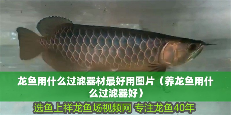 龍魚用什么過濾器材最好用圖片（養龍魚用什么過濾器好）
