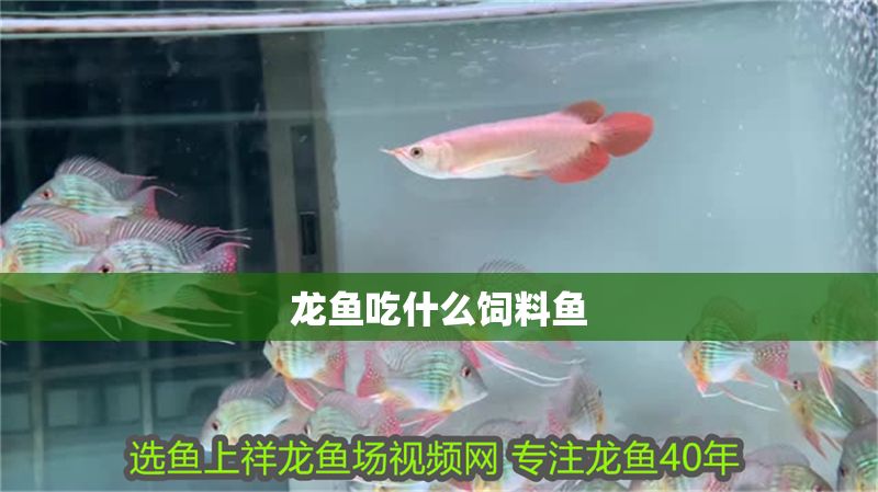 龍魚吃什么飼料魚