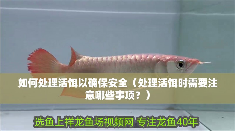 如何處理活餌以確保安全（處理活餌時需要注意哪些事項？）