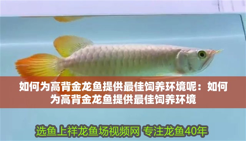 如何為高背金龍魚提供最佳飼養(yǎng)環(huán)境呢：如何為高背金龍魚提供最佳飼養(yǎng)環(huán)境