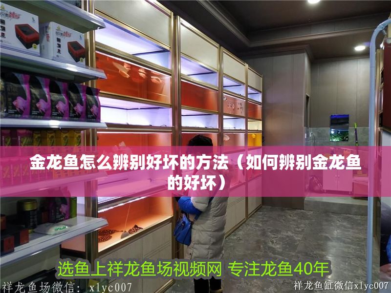 金龍魚怎么辨別好壞的方法（如何辨別金龍魚的好壞）
