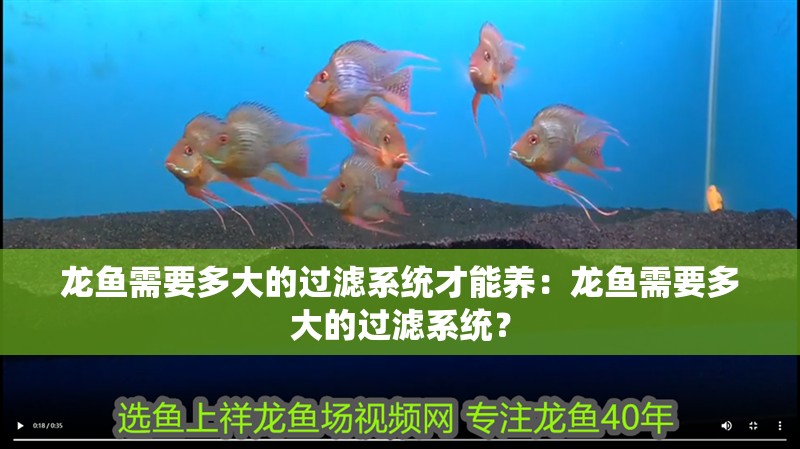龍魚(yú)需要多大的過(guò)濾系統(tǒng)才能養(yǎng)：龍魚(yú)需要多大的過(guò)濾系統(tǒng)？