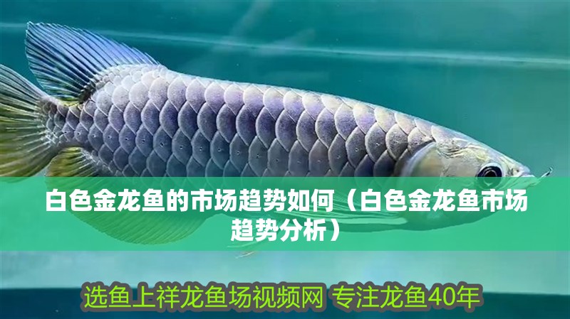 白色金龍魚的市場趨勢如何（白色金龍魚市場趨勢分析）