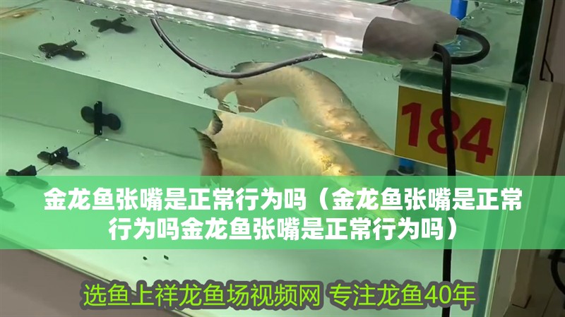 金龍魚張嘴是正常行為嗎（金龍魚張嘴是正常行為嗎金龍魚張嘴是正常行為嗎）