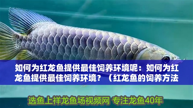 如何為紅龍魚提供最佳飼養環境呢：如何為紅龍魚提供最佳飼養環境？（紅龍魚的飼養方法）