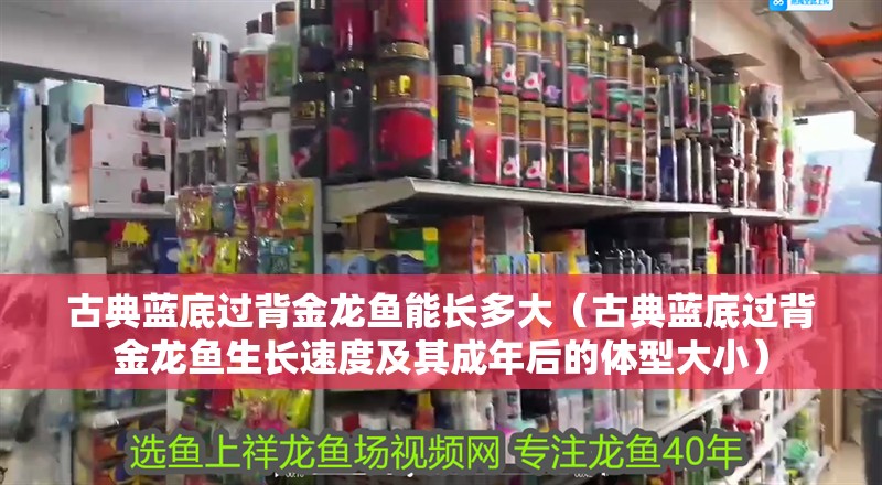 古典藍(lán)底過(guò)背金龍魚(yú)能長(zhǎng)多大（古典藍(lán)底過(guò)背金龍魚(yú)生長(zhǎng)速度及其成年后的體型大小）
