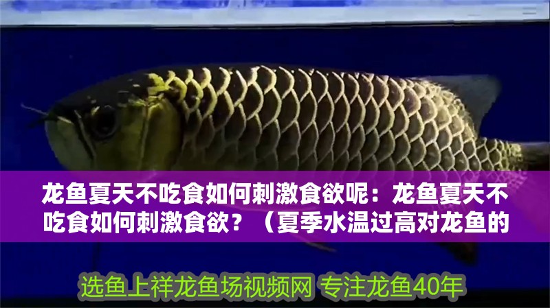 龍魚夏天不吃食如何刺激食欲呢：龍魚夏天不吃食如何刺激食欲？（夏季水溫過高對龍魚的影響）