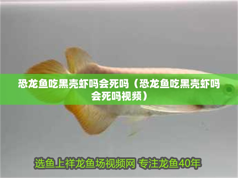 恐龍魚吃黑殼蝦嗎會死嗎（恐龍魚吃黑殼蝦嗎會死嗎視頻）