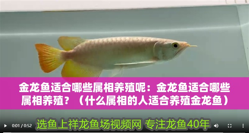 金龍魚適合哪些屬相養(yǎng)殖呢：金龍魚適合哪些屬相養(yǎng)殖？（什么屬相的人適合養(yǎng)殖金龍魚）