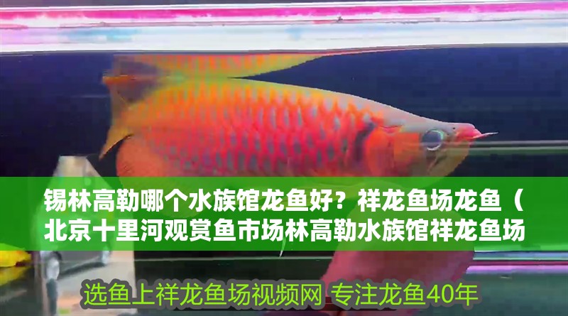 錫林高勒哪個水族館龍魚好？祥龍魚場龍魚（<strong><mark>北京</mark></strong>十里河觀賞魚市場林高勒水族館祥龍魚場龍魚養殖場推薦）