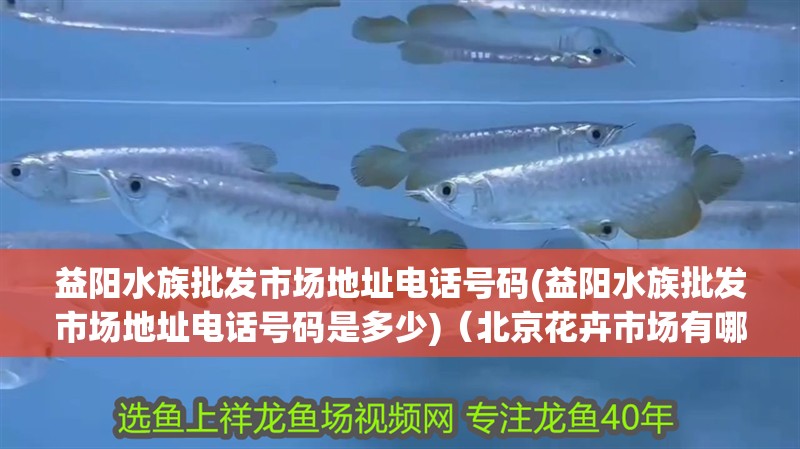 魚缸造景先放沙還是先放水(魚缸造景先鋪沙還是先放石頭) 益陽水族批發市場地址電話號碼(益陽水族批發市場地址電話號碼是多少)(北京花卉市場有哪些) 觀賞魚百科 益陽水族批發市場地址電話號碼(益陽水族批發市場地址電話號碼是多少)(北京花卉市場有哪些) 益陽水族批發市場地址電話號碼(益陽水族批發市場地址電話號碼是多少)(北京花卉市場有哪些) 觀賞魚百科