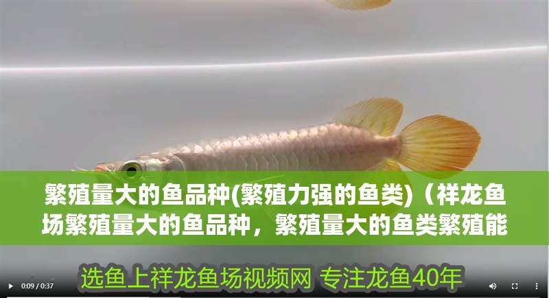 繁殖量大的魚品種(繁殖力強的魚類)（祥龍魚場繁殖量大的魚品種，繁殖量大的魚類繁殖能力）