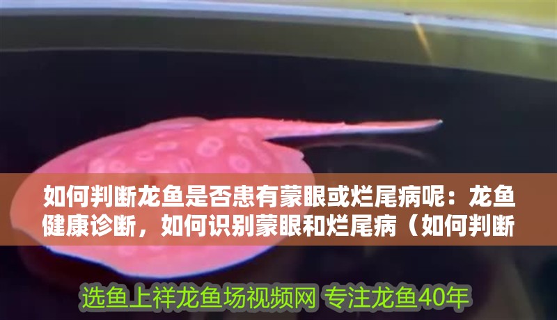 如何判斷龍魚是否患有蒙眼或爛尾病呢：龍魚健康診斷，如何識(shí)別蒙眼和爛尾病（如何判斷龍魚是否患有蒙眼或爛尾病）