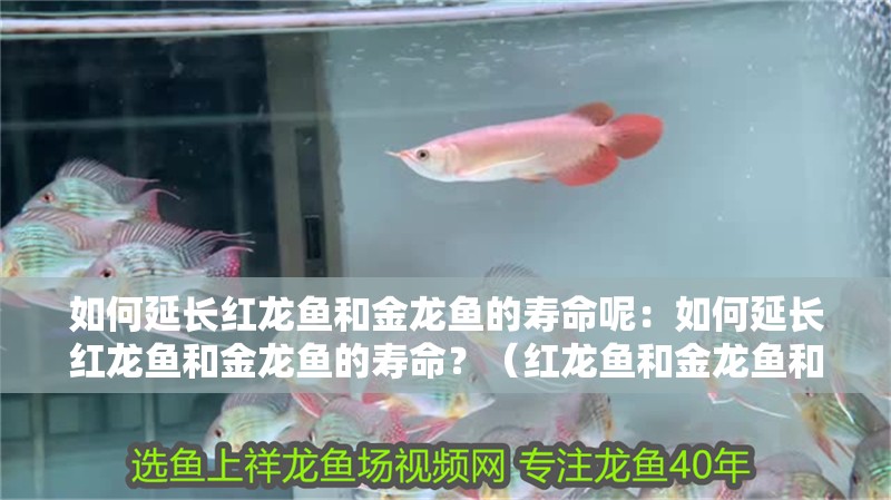 如何延長紅龍魚和金龍魚的壽命呢：如何延長紅龍魚和金龍魚的壽命？（紅龍魚和金龍魚和金龍魚的健康至關重要的水質管理措施）