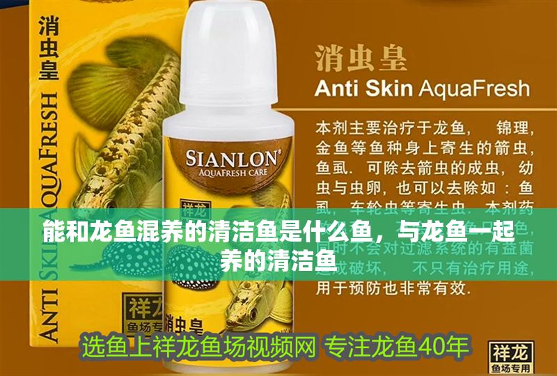 能和龍魚混養的清潔魚是什么魚，與龍魚一起養的清潔魚