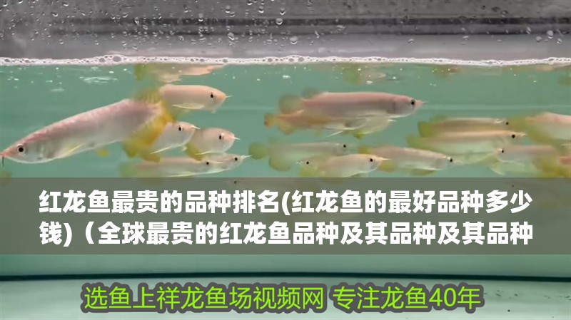 紅龍魚最貴的品種排名(紅龍魚的最好品種多少錢)（全球最貴的紅龍魚品種及其品種及其品種及價格范圍）