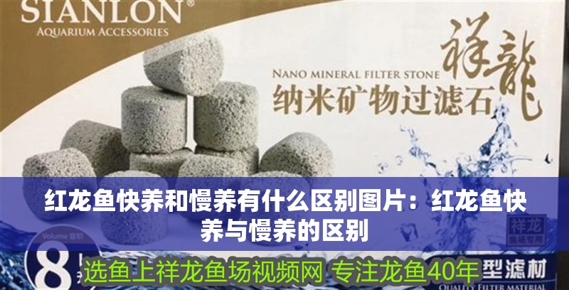 紅龍魚快養和慢養有什么區別圖片：紅龍魚快養與慢養的區別