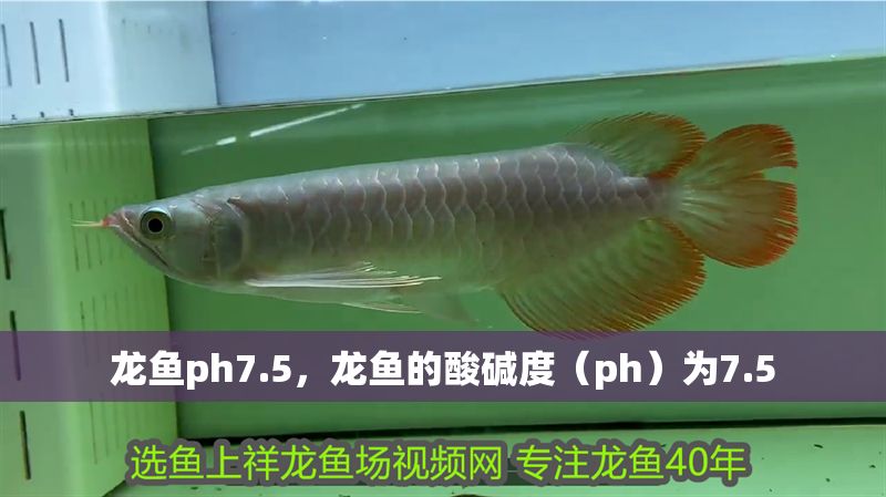 龍魚ph7.5，龍魚的酸堿度（ph）為7.5