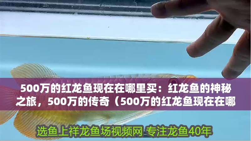 500萬的紅龍魚現在在哪里買：紅龍魚的神秘之旅，500萬的傳奇（500萬的紅龍魚現在在哪里買）