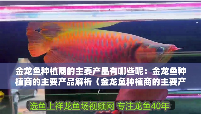 金龍魚種植商的主要產品有哪些呢：金龍魚種植商的主要產品解析（金龍魚種植商的主要產品） 金龍魚種植商的主要產品有哪些呢：金龍魚種植商的主要產品解析（金龍魚種植商的主要產品） 水族問答