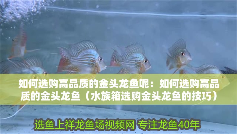 如何選購高品質的金頭龍魚呢：如何選購高品質的金頭龍魚（水族箱選購金頭龍魚的技巧）