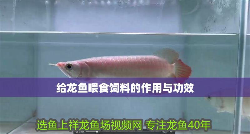 給龍魚喂食飼料的作用與功效