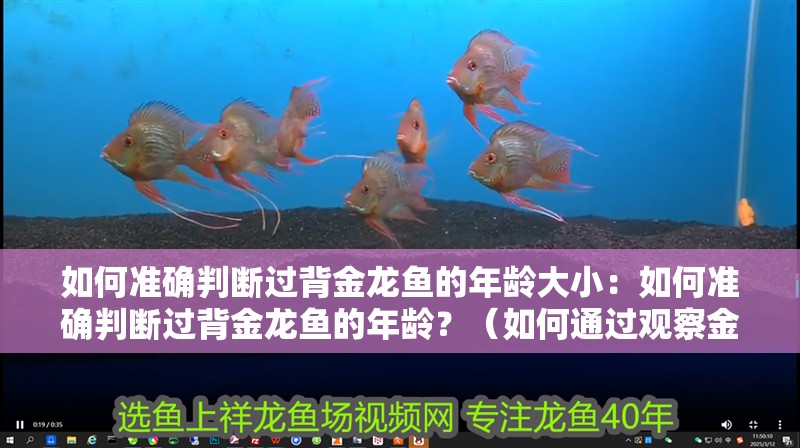 如何準確判斷過背金龍魚的年齡大小：如何準確判斷過背金龍魚的年齡？（如何通過觀察金龍魚的外觀特征來判斷其年齡）