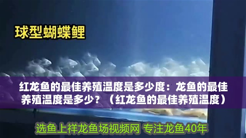 紅龍魚的最佳養殖溫度是多少度：龍魚的最佳養殖溫度是多少？（紅龍魚的最佳養殖溫度）