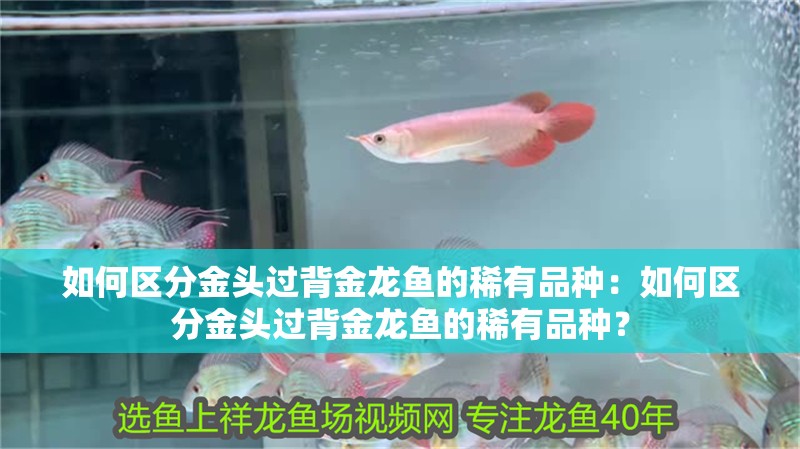如何區(qū)分金頭過背金龍魚的稀有品種：如何區(qū)分金頭過背金龍魚的稀有品種？