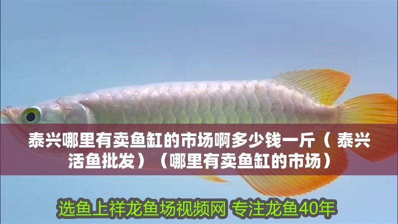 泰興哪里有賣魚缸的市場啊多少錢一斤（ 泰興活魚批發）（哪里有賣魚缸的市場）