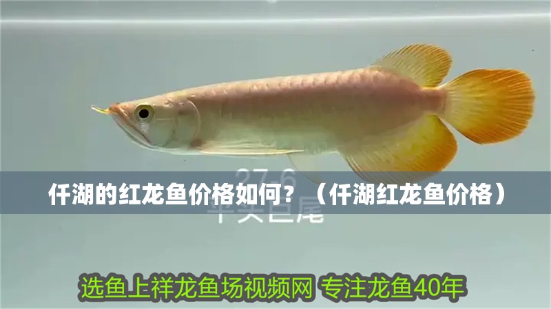 仟湖的紅龍魚價格如何？（仟湖紅龍魚價格）