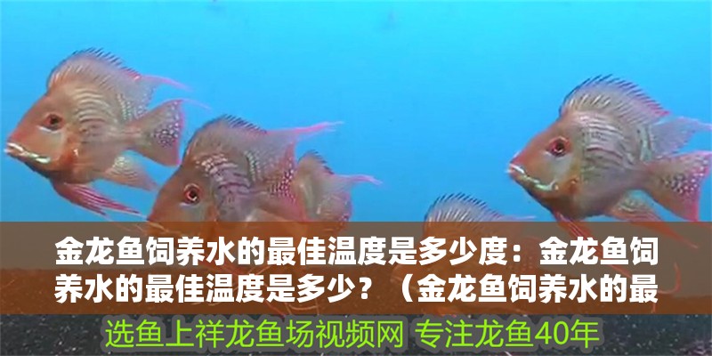 金龍魚飼養水的最佳溫度是多少度：金龍魚飼養水的最佳溫度是多少？（金龍魚飼養水的最佳溫度）