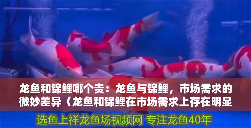 龍魚和錦鯉哪個貴：龍魚與錦鯉，市場需求的微妙差異（龍魚和錦鯉在市場需求上存在明顯的差異，龍魚和錦鯉差異）