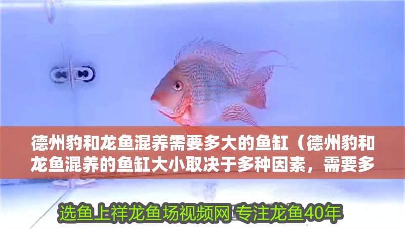 德州豹和龍魚混養需要多大的魚缸（德州豹和龍魚混養的魚缸大小取決于多種因素，需要多久適應）