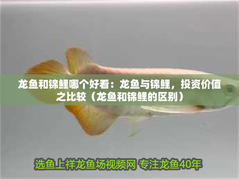 龍魚和錦鯉哪個(gè)好看：龍魚與錦鯉，投資價(jià)值之比較（龍魚和錦鯉的區(qū)別）