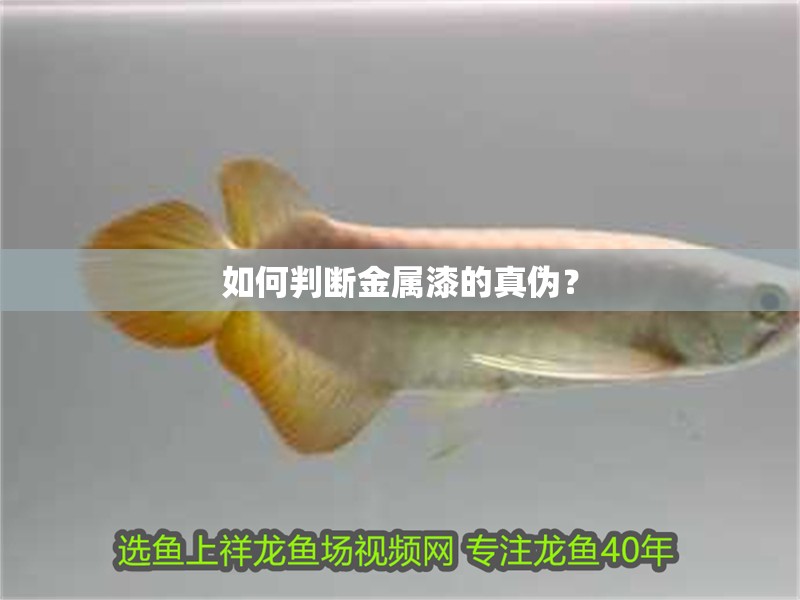 如何判斷金屬漆的真偽？