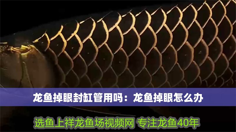 龍魚掉眼封缸管用嗎：龍魚掉眼怎么辦