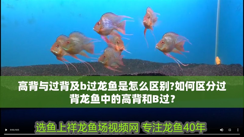高背與過背及b過龍魚是怎么區(qū)別?如何區(qū)分過背龍魚中的高背和B過？
