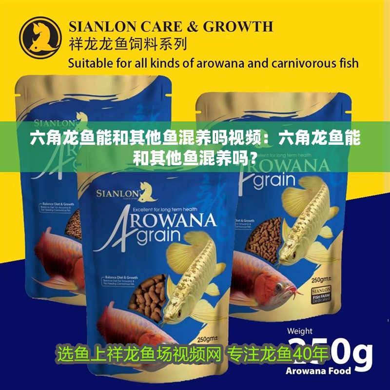 六角龍魚能和其他魚混養嗎視頻：六角龍魚能和其他魚混養嗎？