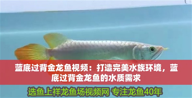 藍底過背金龍魚視頻：打造完美水族環境，藍底過背金龍魚的水質需求