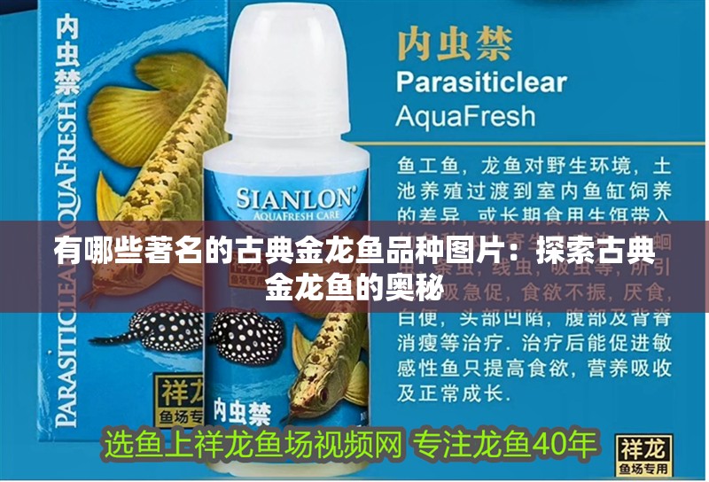 有哪些著名的古典金龍魚品種圖片：探索古典金龍魚的奧秘