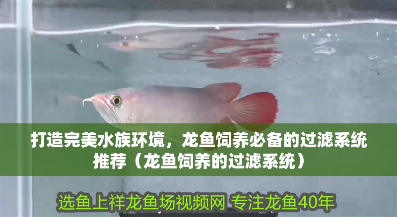 打造完美水族環境，龍魚飼養必備的過濾系統推薦（龍魚飼養的過濾系統）