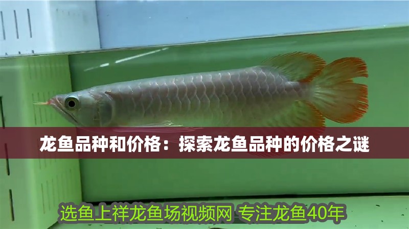龍魚品種和價格：探索龍魚品種的價格之謎