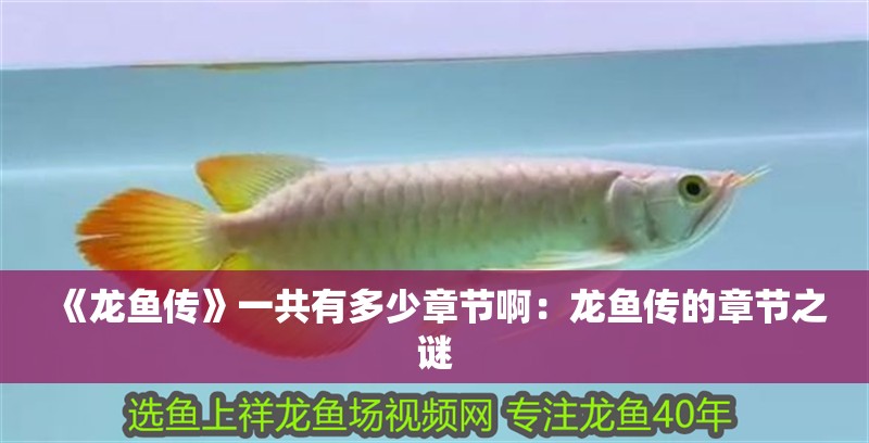 《龍魚傳》一共有多少章節(jié)啊：龍魚傳的章節(jié)之謎