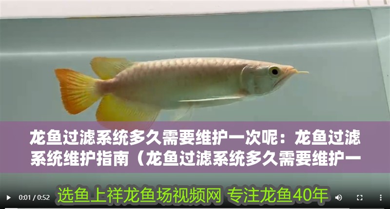 龍魚過濾系統多久需要維護一次呢：龍魚過濾系統維護指南（龍魚過濾系統多久需要維護一次）