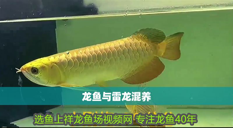 龍魚與雷龍混養(yǎng)