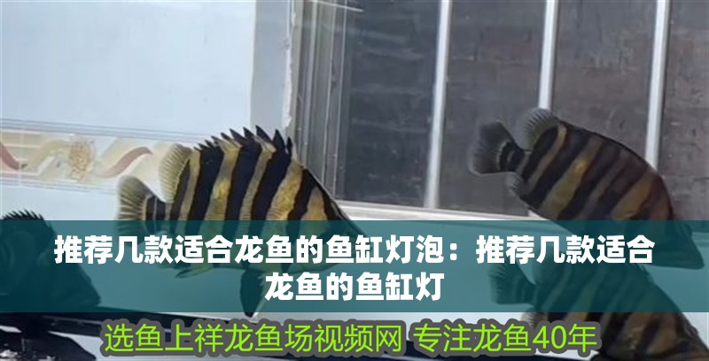推薦幾款適合龍魚的魚缸燈泡：推薦幾款適合龍魚的魚缸燈
