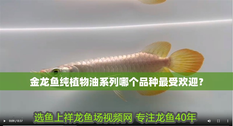 金龍魚純植物油系列哪個品種最受歡迎？