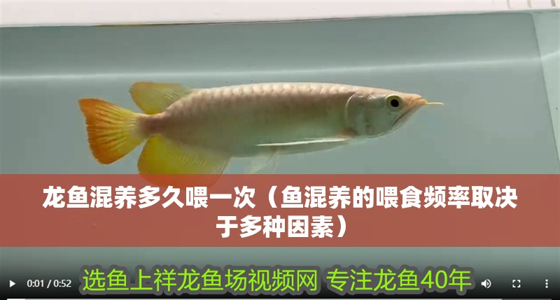 龍魚混養(yǎng)多久喂一次（魚混養(yǎng)的喂食頻率取決于多種因素）